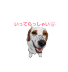 かるかるとセターズ（個別スタンプ：31）