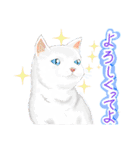 ゆるっとツンデレ ～ネコ科編～（個別スタンプ：4）