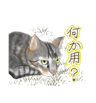 ゆるっとツンデレ ～ネコ科編～（個別スタンプ：5）