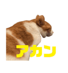 マッドまるた 怒りのスタンプ（個別スタンプ：28）