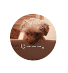 ぼくはクック（個別スタンプ：4）