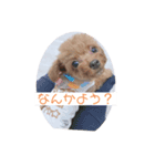 ぼくはクック（個別スタンプ：7）