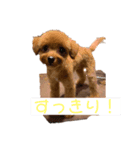 ぼくはクック（個別スタンプ：8）