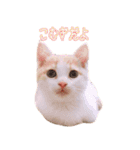 まんちかんのこむぎ（個別スタンプ：1）
