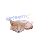 まんちかんのこむぎ（個別スタンプ：3）