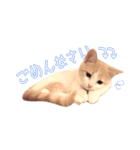まんちかんのこむぎ（個別スタンプ：5）
