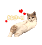 まんちかんのこむぎ（個別スタンプ：6）
