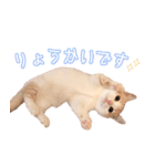 まんちかんのこむぎ（個別スタンプ：8）