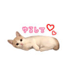 まんちかんのこむぎ（個別スタンプ：9）