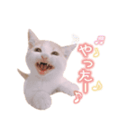 まんちかんのこむぎ（個別スタンプ：10）