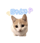 まんちかんのこむぎ（個別スタンプ：12）
