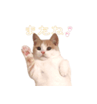 まんちかんのこむぎ（個別スタンプ：13）
