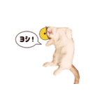 まんちかんのこむぎ（個別スタンプ：17）