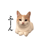 まんちかんのこむぎ（個別スタンプ：21）