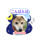 ミックス犬ジェームス（個別スタンプ：1）