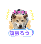 ミックス犬ジェームス（個別スタンプ：8）