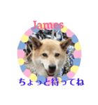 ミックス犬ジェームス（個別スタンプ：9）