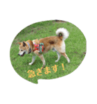 ミックス犬ジェームス（個別スタンプ：15）