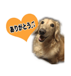 愛犬ルーのスタンプ（個別スタンプ：1）