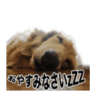 愛犬ルーのスタンプ（個別スタンプ：3）