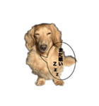愛犬ルーのスタンプ（個別スタンプ：6）