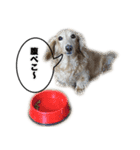 愛犬ルーのスタンプ（個別スタンプ：8）