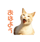 猫のラロ（個別スタンプ：1）