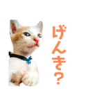 猫のラロ（個別スタンプ：2）