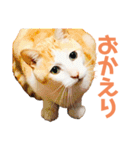 猫のラロ（個別スタンプ：3）