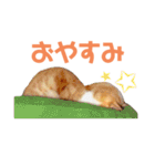 猫のラロ（個別スタンプ：4）
