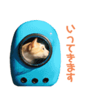 猫のラロ（個別スタンプ：6）