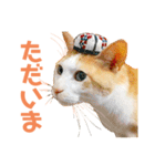猫のラロ（個別スタンプ：7）