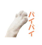 猫のラロ（個別スタンプ：8）