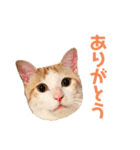 猫のラロ（個別スタンプ：9）