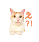 猫のラロ（個別スタンプ：10）