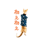 猫のラロ（個別スタンプ：11）