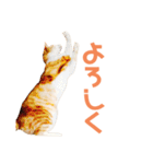 猫のラロ（個別スタンプ：12）