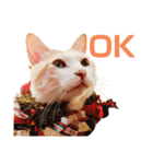 猫のラロ（個別スタンプ：13）