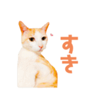 猫のラロ（個別スタンプ：15）