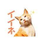 猫のラロ（個別スタンプ：16）