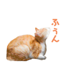 猫のラロ（個別スタンプ：17）
