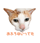 猫のラロ（個別スタンプ：20）