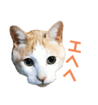 猫のラロ（個別スタンプ：21）