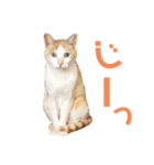 猫のラロ（個別スタンプ：22）