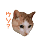 猫のラロ（個別スタンプ：23）