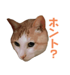 猫のラロ（個別スタンプ：24）