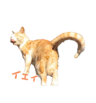 猫のラロ（個別スタンプ：25）