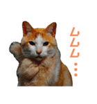 猫のラロ（個別スタンプ：26）