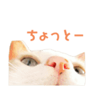 猫のラロ（個別スタンプ：27）