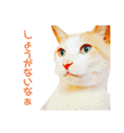 猫のラロ（個別スタンプ：29）